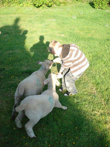 Boy-Feeding-lambs