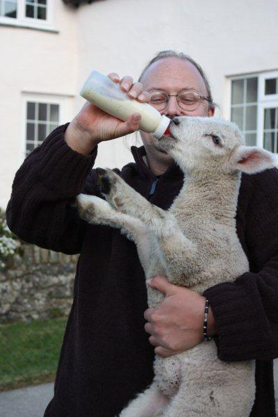 Feeding-the-lambs