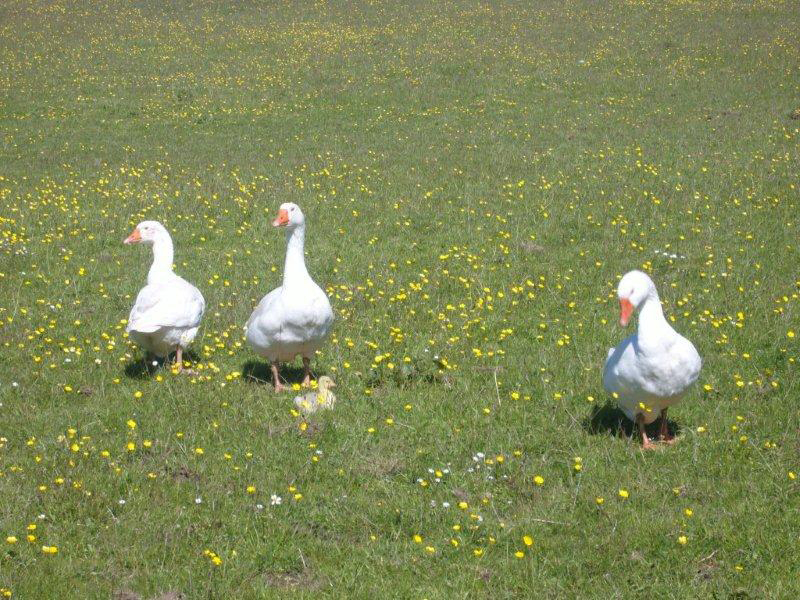 Geese-in-the-meadow