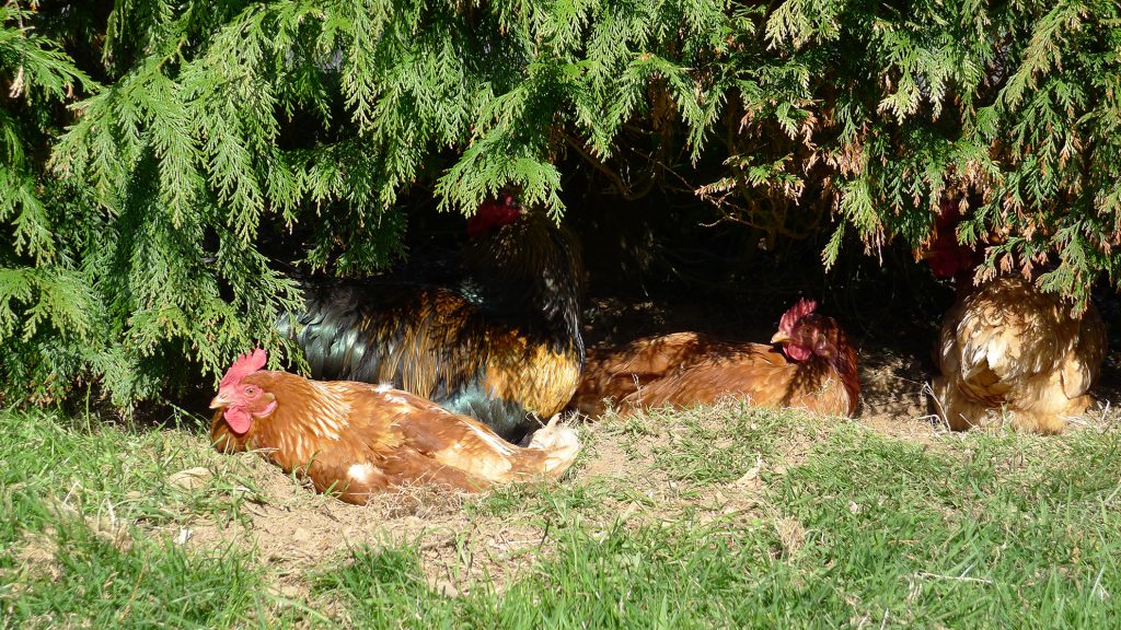 Hens-in-the-shade