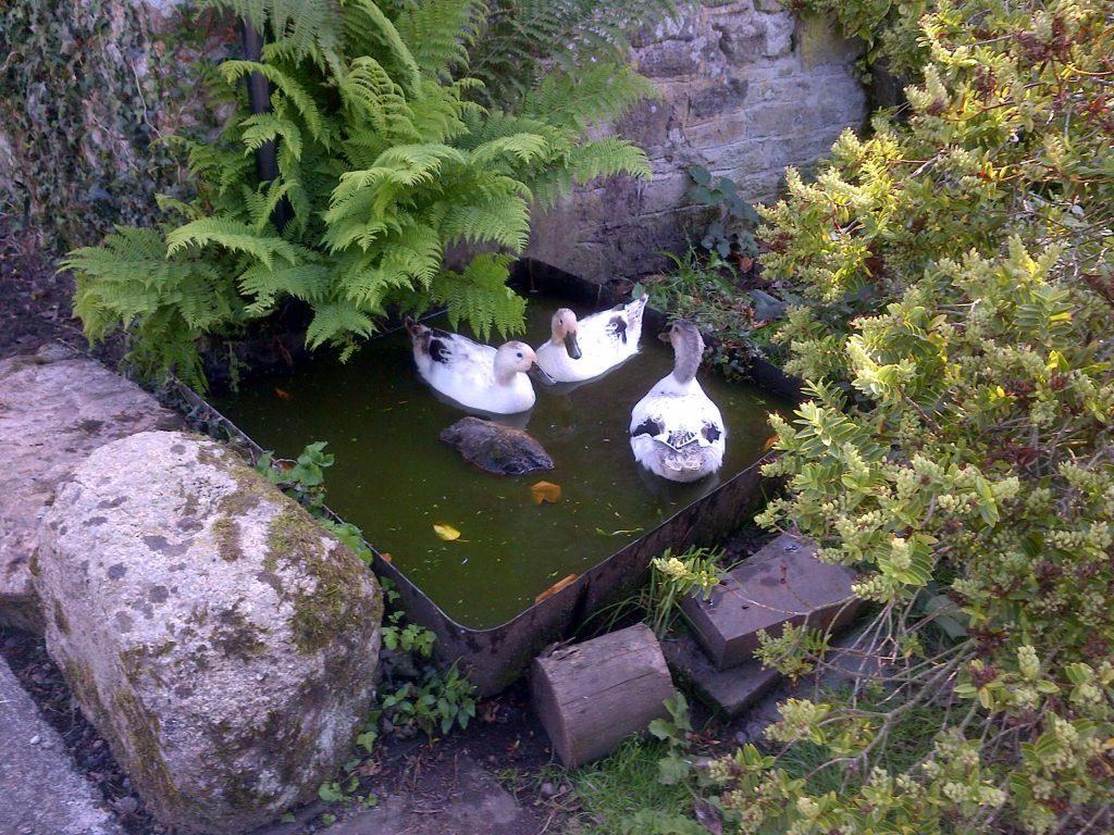 Ducks aswimming