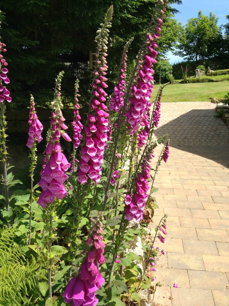 We are surrounded with foxgloves in the spring